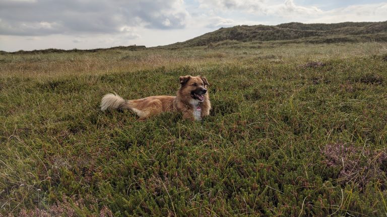 Theolinho im Gras
